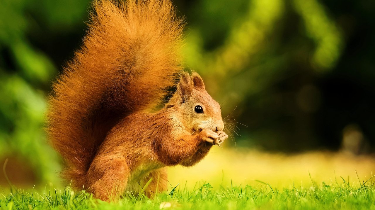 Eichhörnchen sind ständig am Knabbern. 