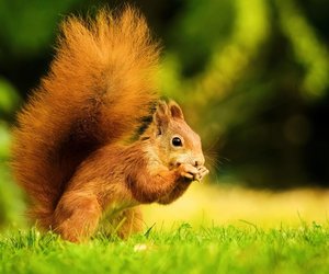 Fressen Eichhörnchen Kastanien? Das musst du beachten