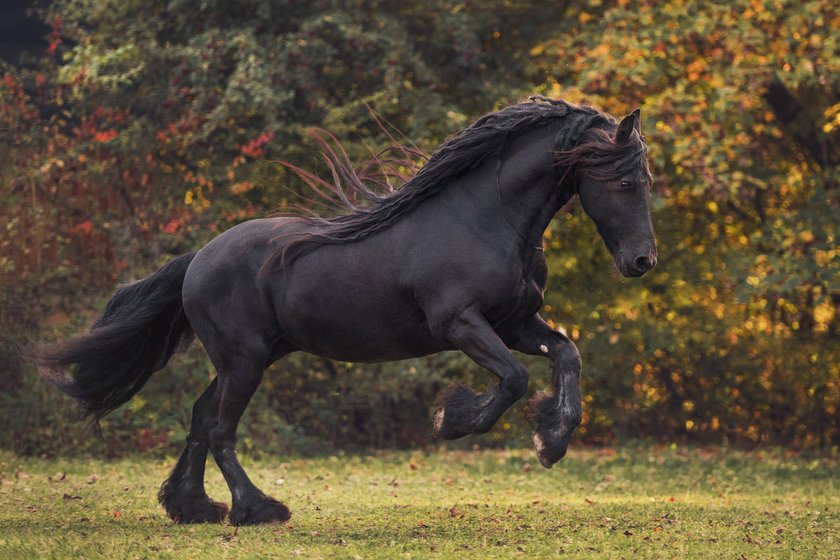 Friese Equus
