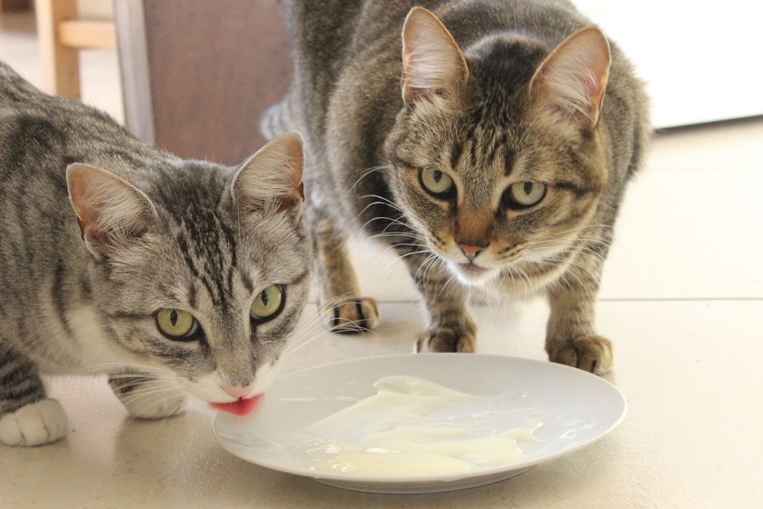 Joghurt können Katzen ganz leicht aufschlecken.