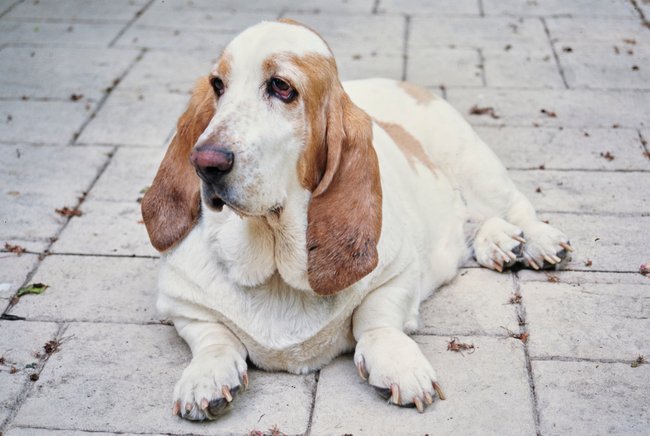 Der Basset Hound gehört zu den gelassenen Hunderassen.