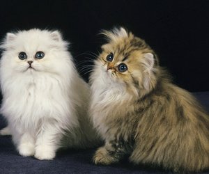 Das sind die elegantesten Katzenrassen der Welt