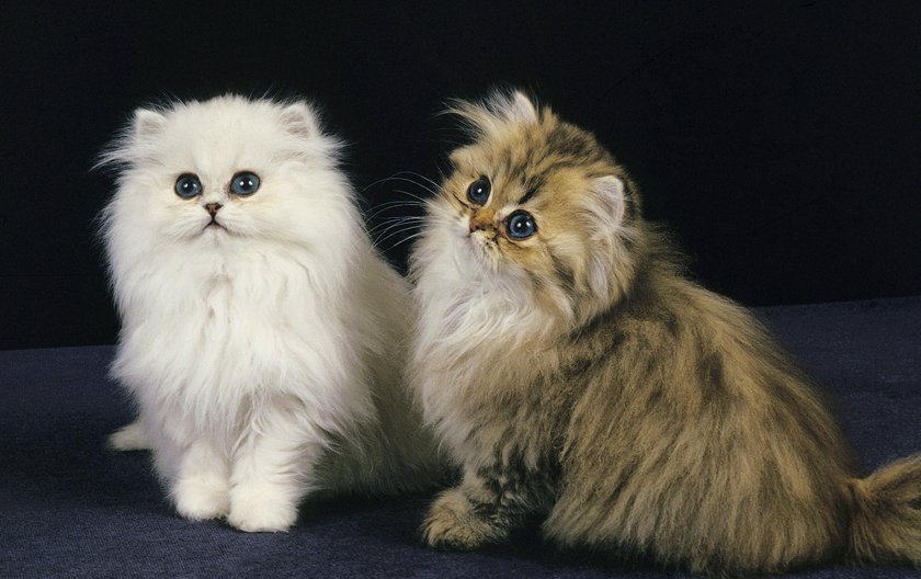 Golden und Chinchilla Perser Hauskatzen