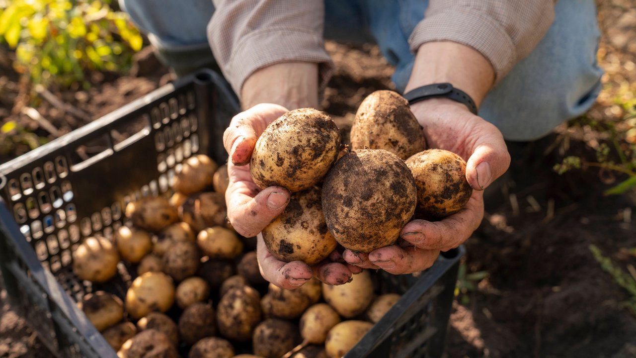 So&#x20;wachsen&#x20;Kartoffeln&#x20;sogar&#x20;im&#x20;Topf.