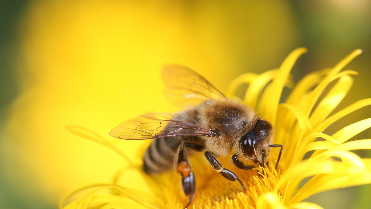 Die Blüte liefert der Biene den nötigen Nektar.