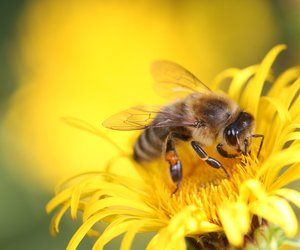 Wie weit fliegen Bienen? Den Nektarsammlern auf der Spur