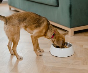 Dürfen Hunde Sauerkraut essen? Das solltest du beachten